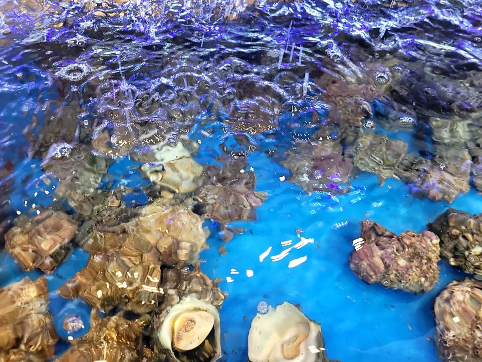 Shellfish in the tanks at Hyejane San Gomjangeo