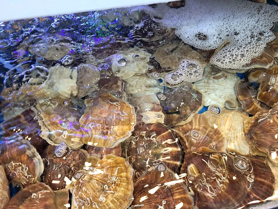 Live seafood on display in the tanks