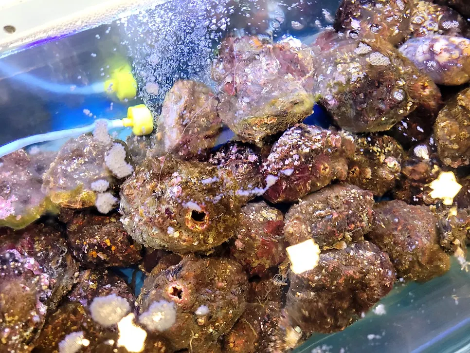 Full view of the fresh seafood tanks