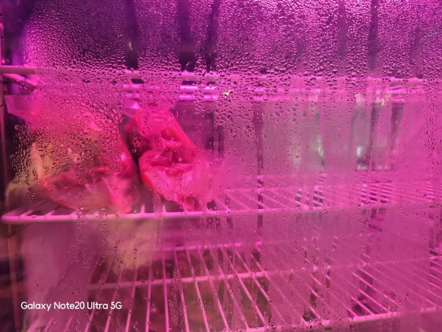 Black pork aging at low temperature under red lighting