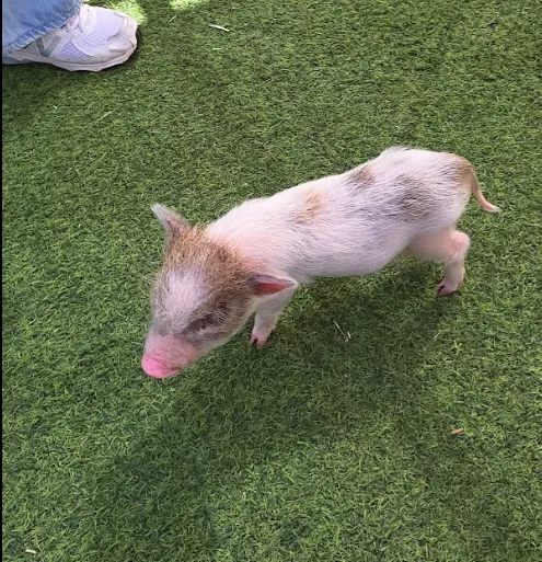 동물에게 말을 거는 아이 모습