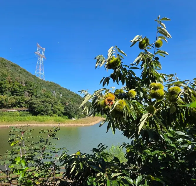 주변 산책길에서 본 알밤