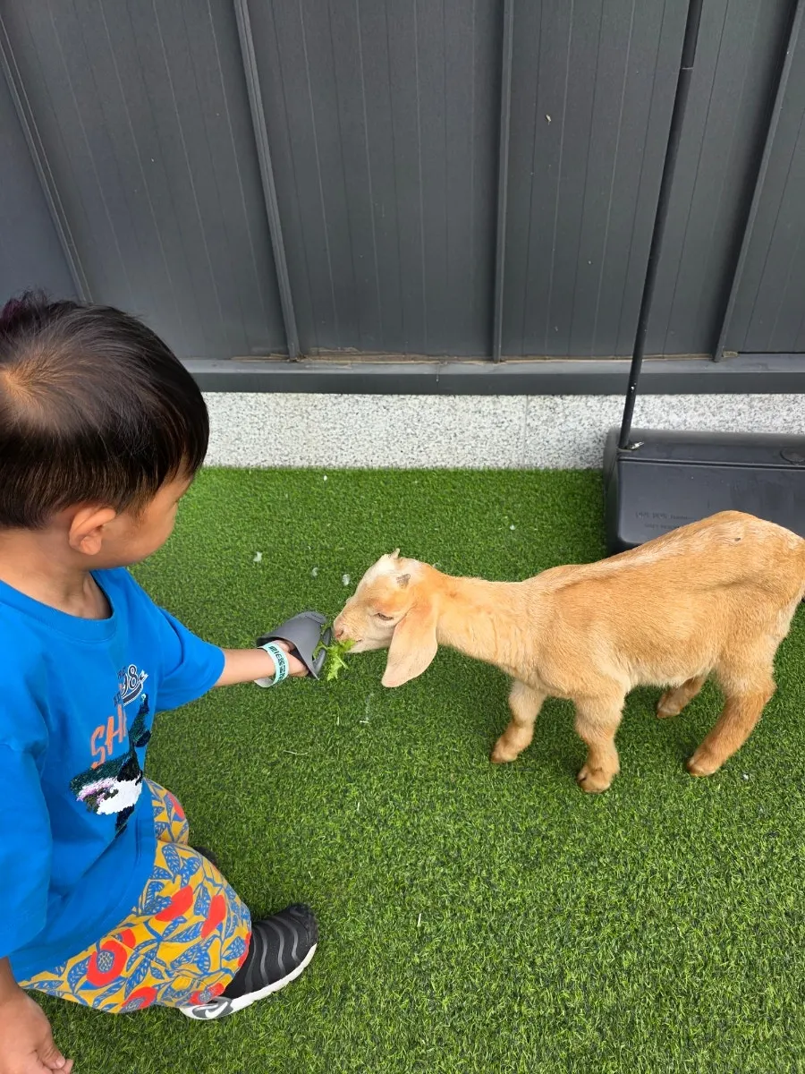Animals waiting for feeding time in the outdoor pasture area