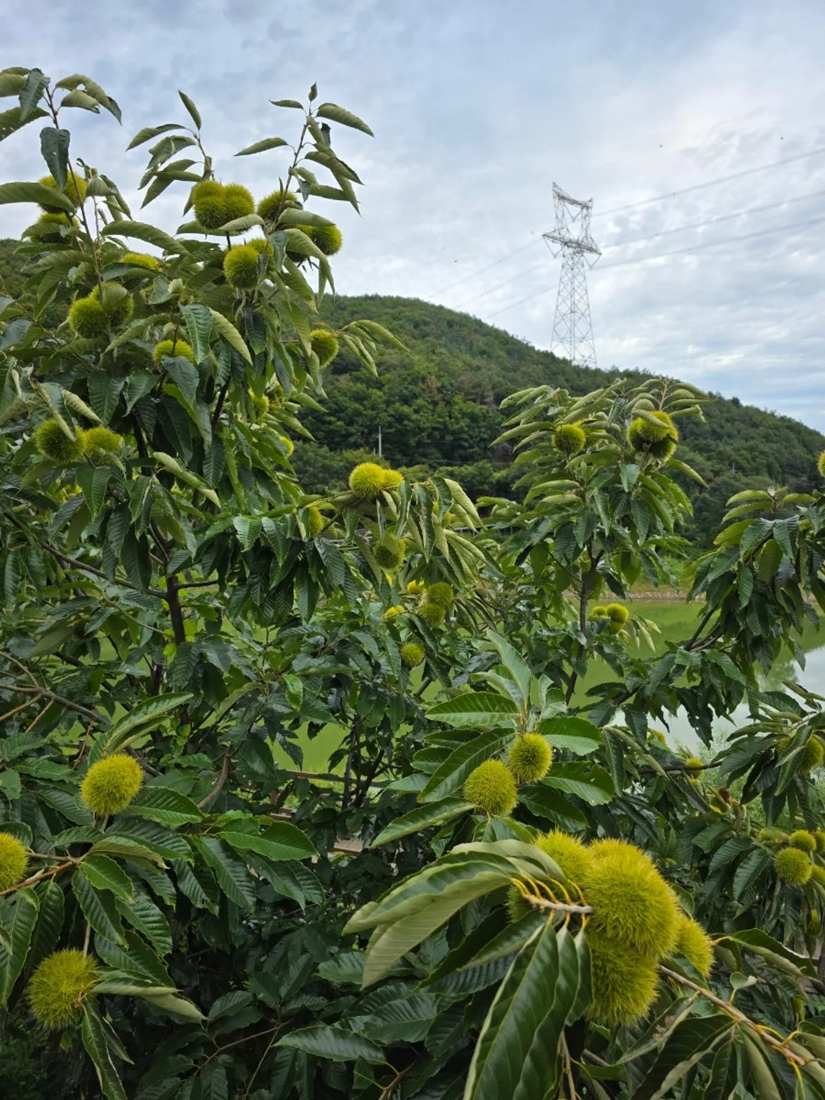 Outdoor animal experience area surrounded by chestnut forest and riverside
