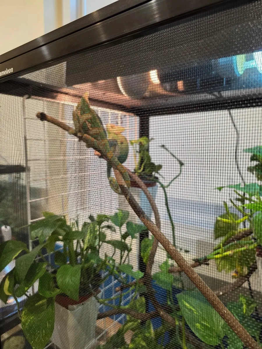 Small animal enclosures in the indoor observation zone
