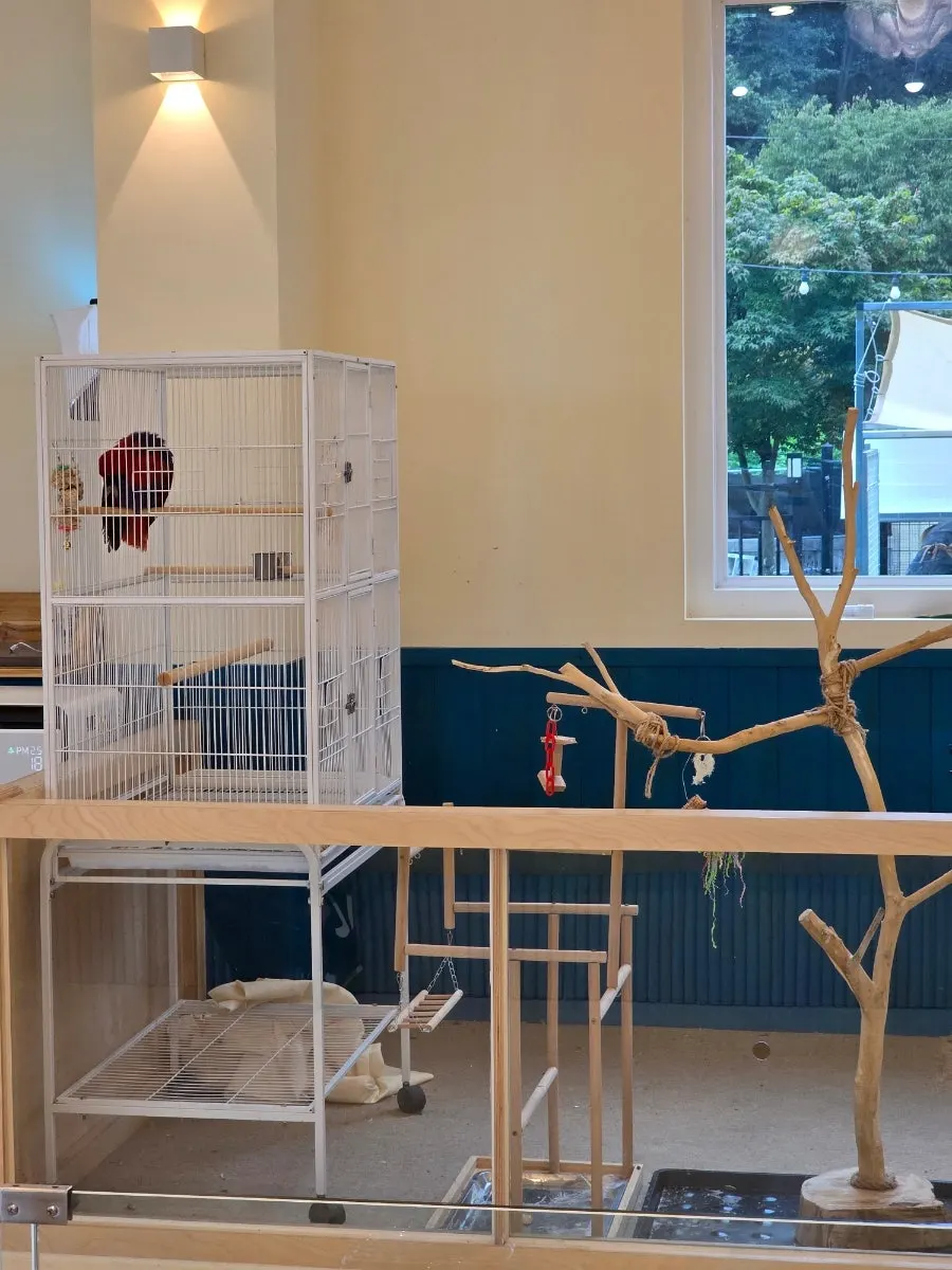 A child peering into the observation zone at the animals