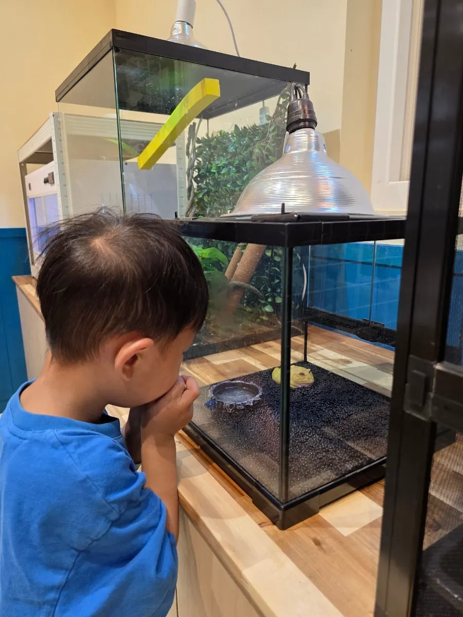 An enclosure with guinea pigs and hamsters in the observation zone