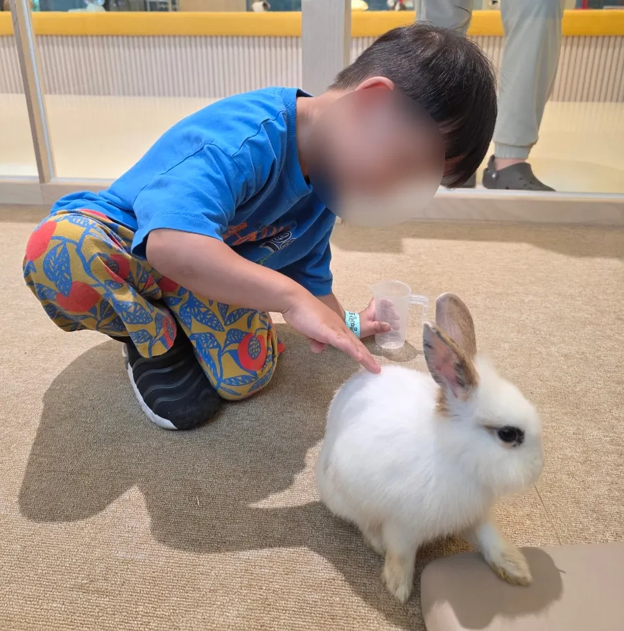 A child gently touching the rabbit's back with a fingertip