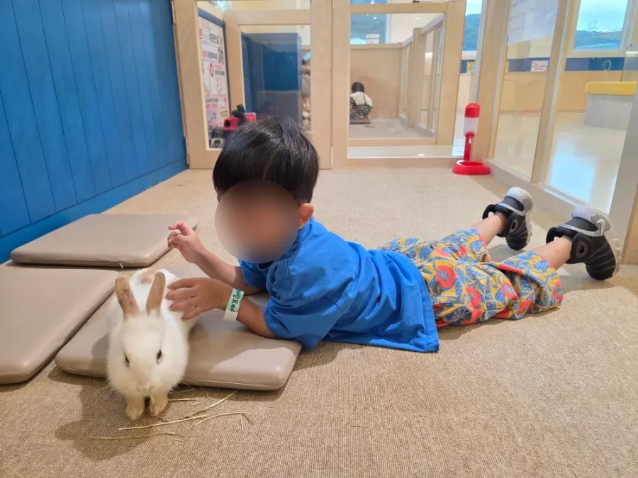 Stroking the rabbit's back with an open palm