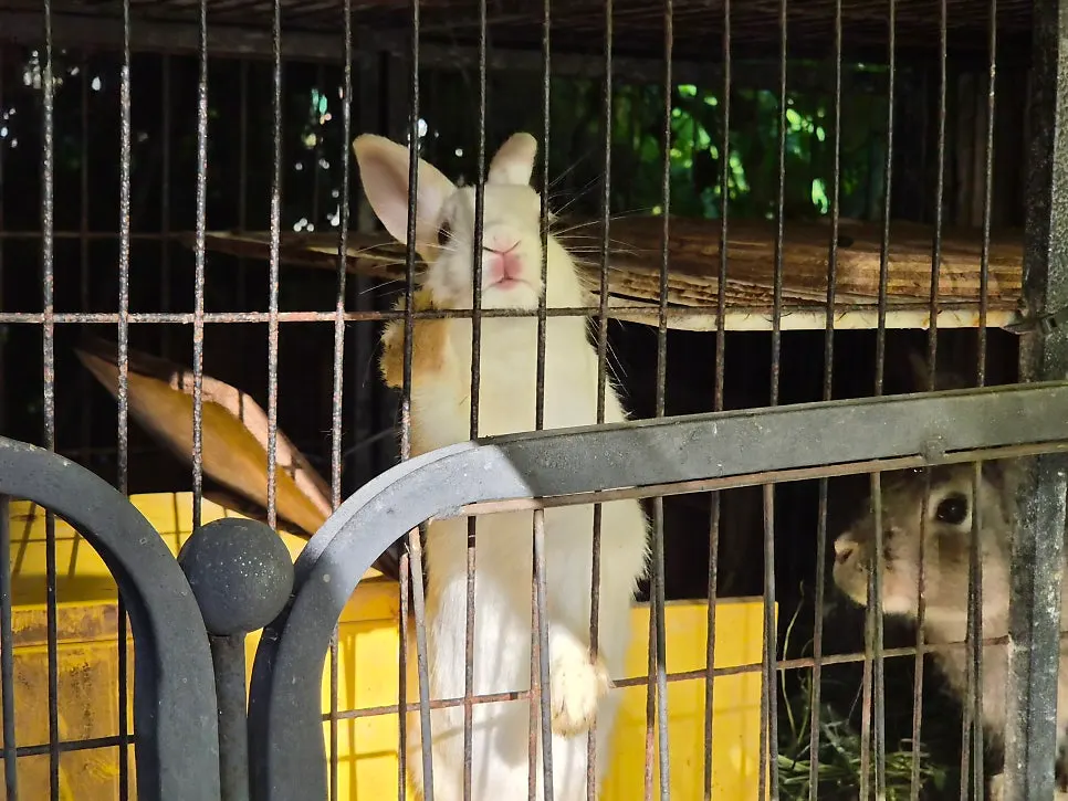 Two rabbits inside the enclosure