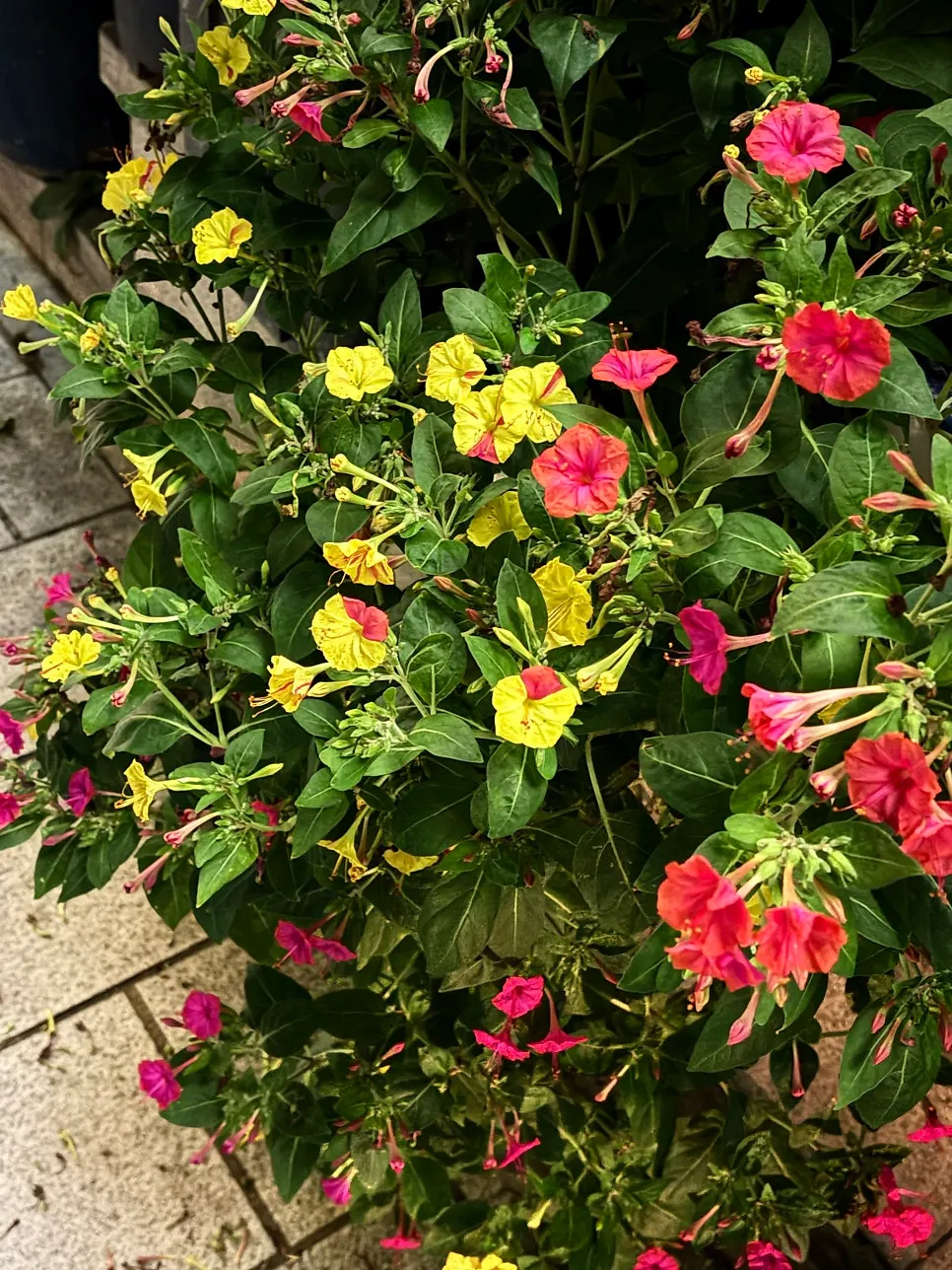 A tree blooming with yellow and pink leaves together