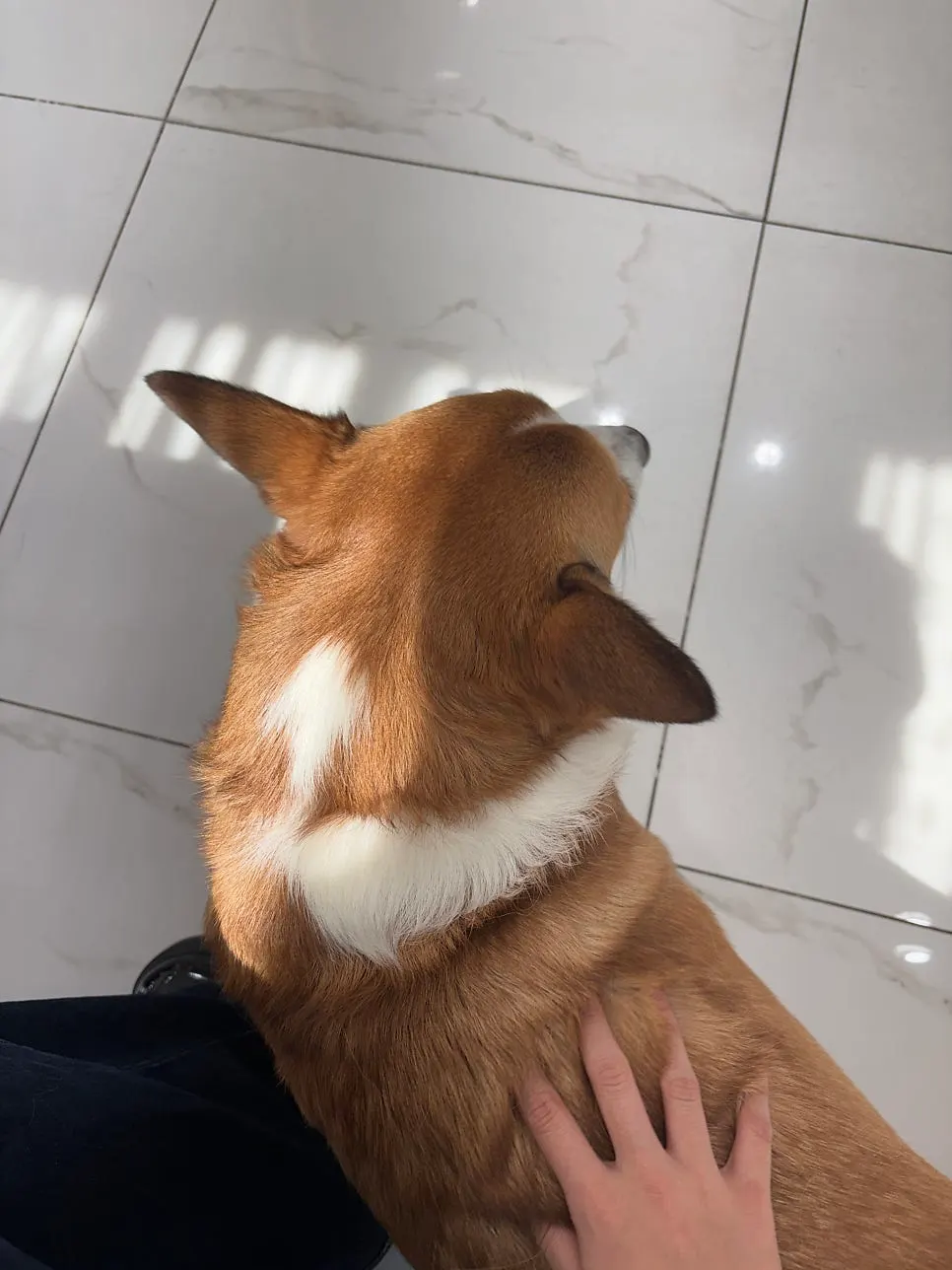 Cute dog met at the hair salon
