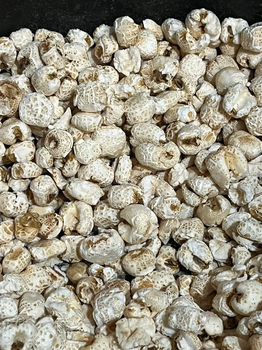 Holding a serving of roasted corn