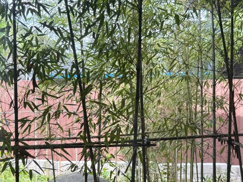 초록 뷰가 보이는 카페이서 창가 자리
