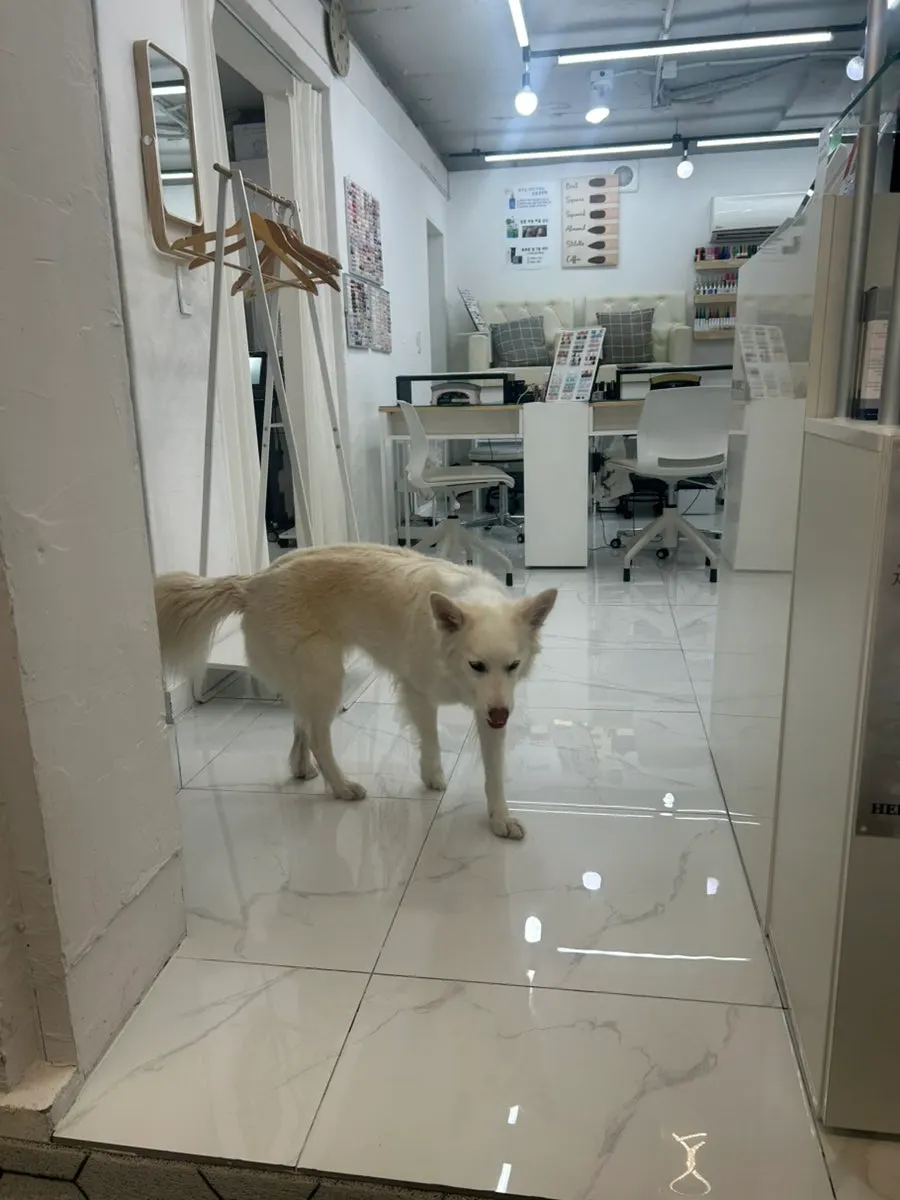 족욕하는 동안 옆에 온 매장 강아지