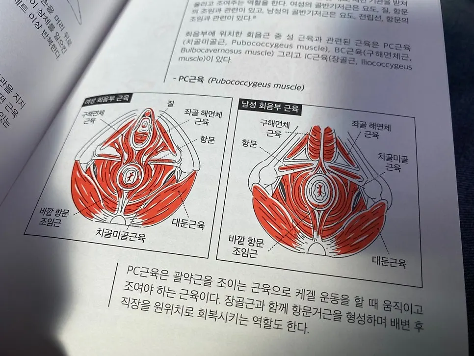 사정 조절 트레이닝 운동 안내