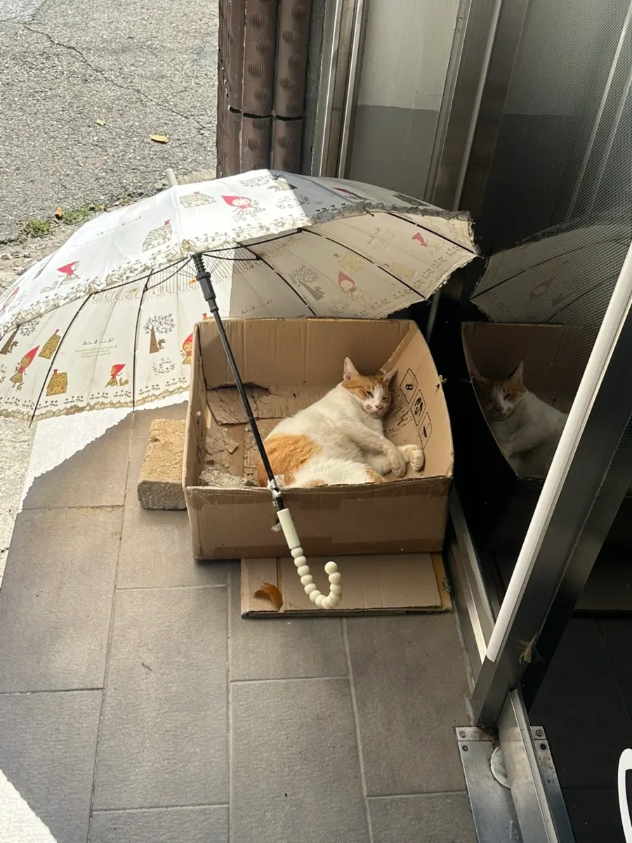 An orange tabby cat sleeping in front of Hwangbihong's entrance