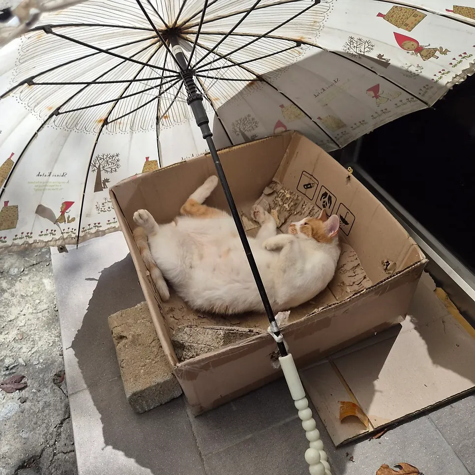 A cat lying in a box outside Hwangbihong