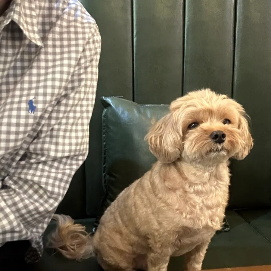 Café table seating with a dog sitting alongside