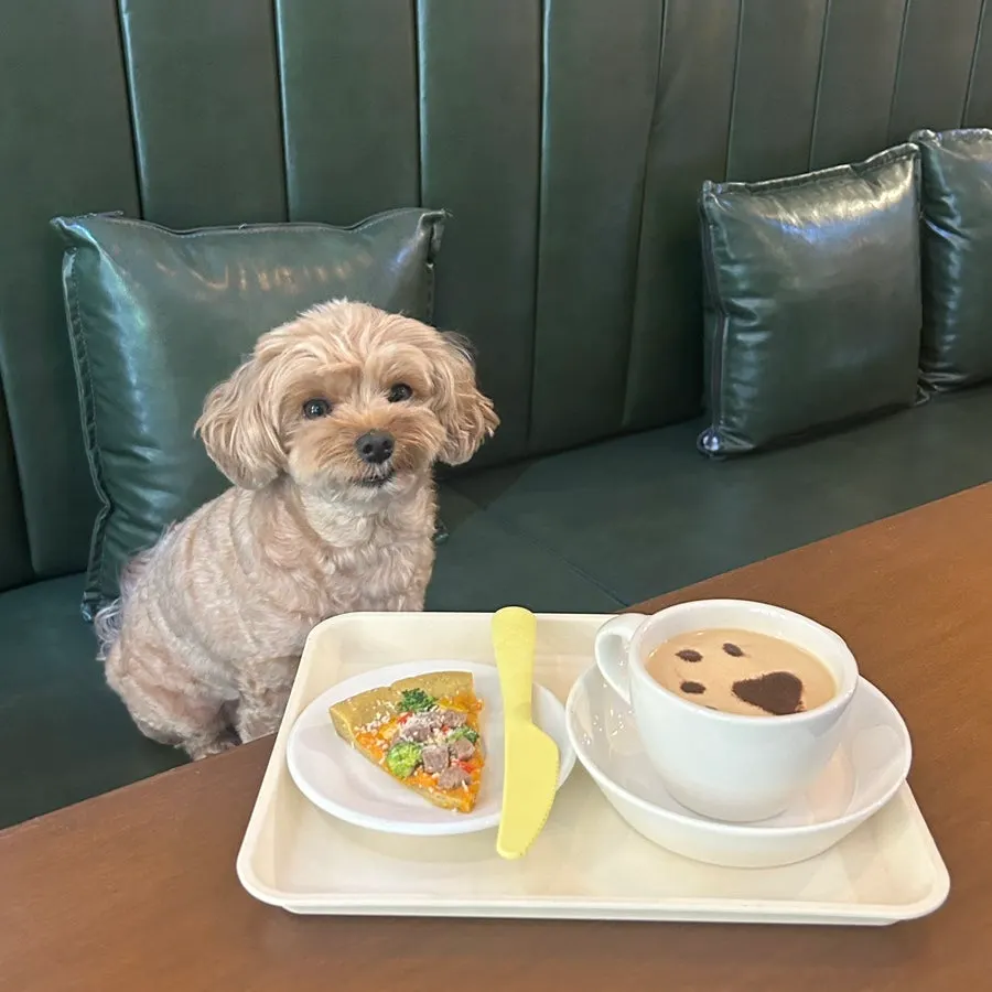 A mung-brunch spread of handmade mung pizza and mung-puccino for dogs