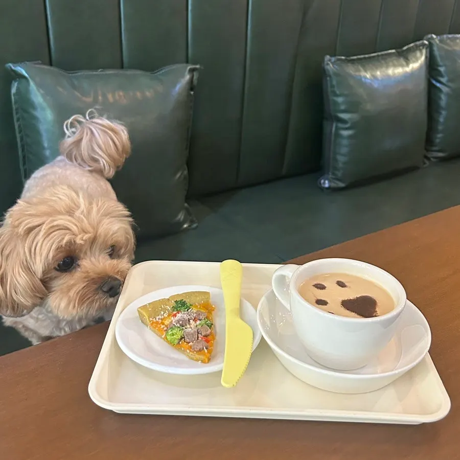 A dog sitting in front of a mung pizza