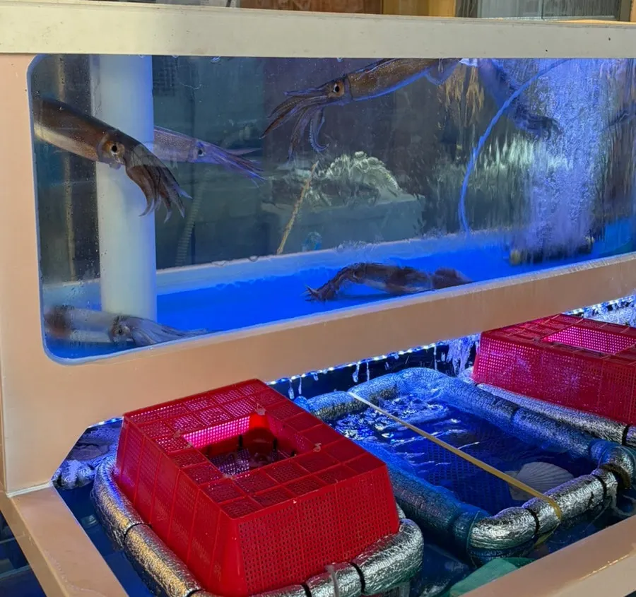 Fish tank filled with live fish at the sashimi restaurant