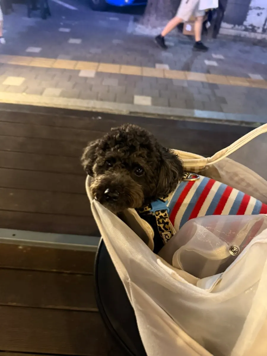A dog in a carrier bag next to the outdoor seating