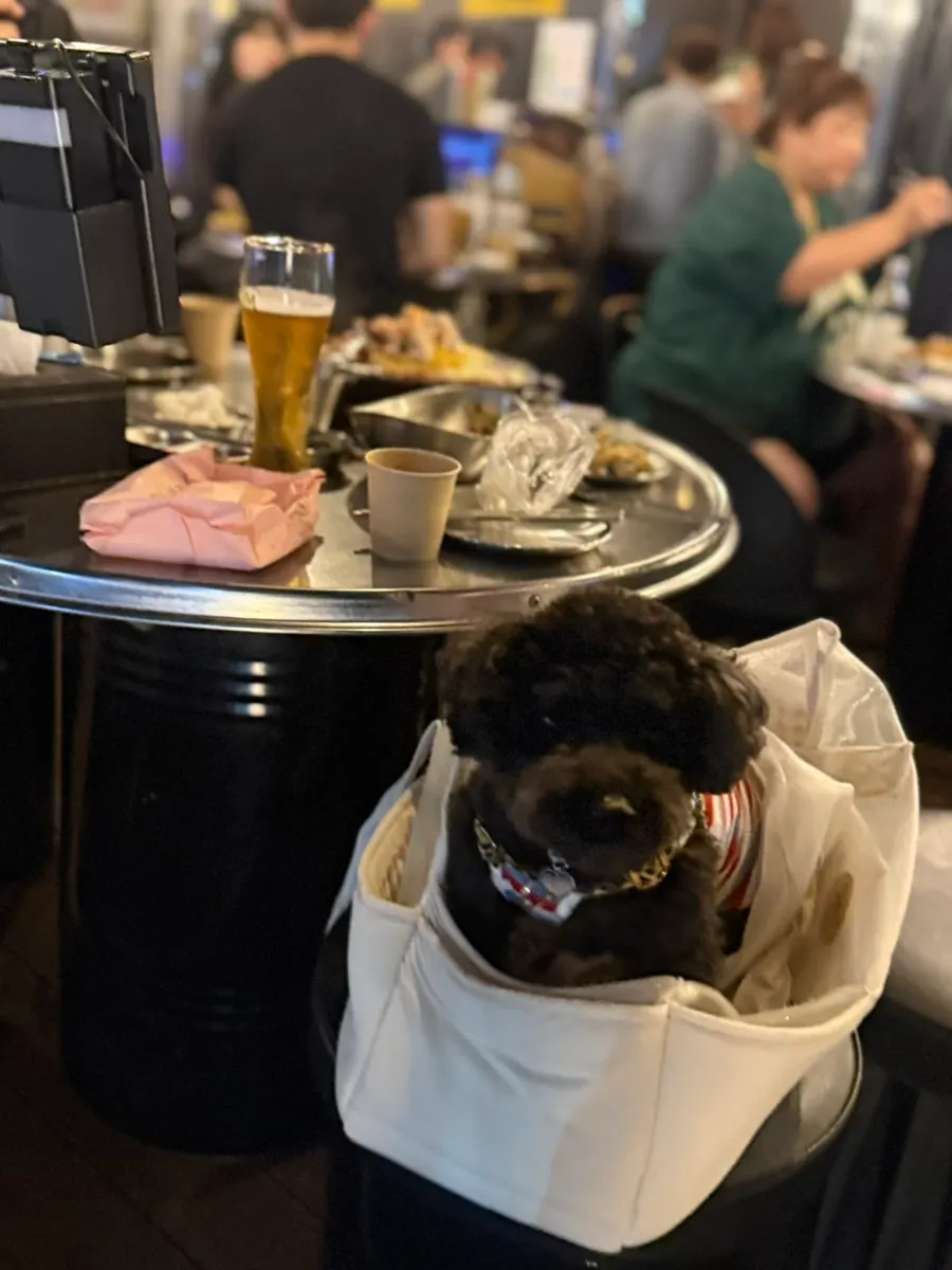 Outdoor seating in Seongnam shared with a dog