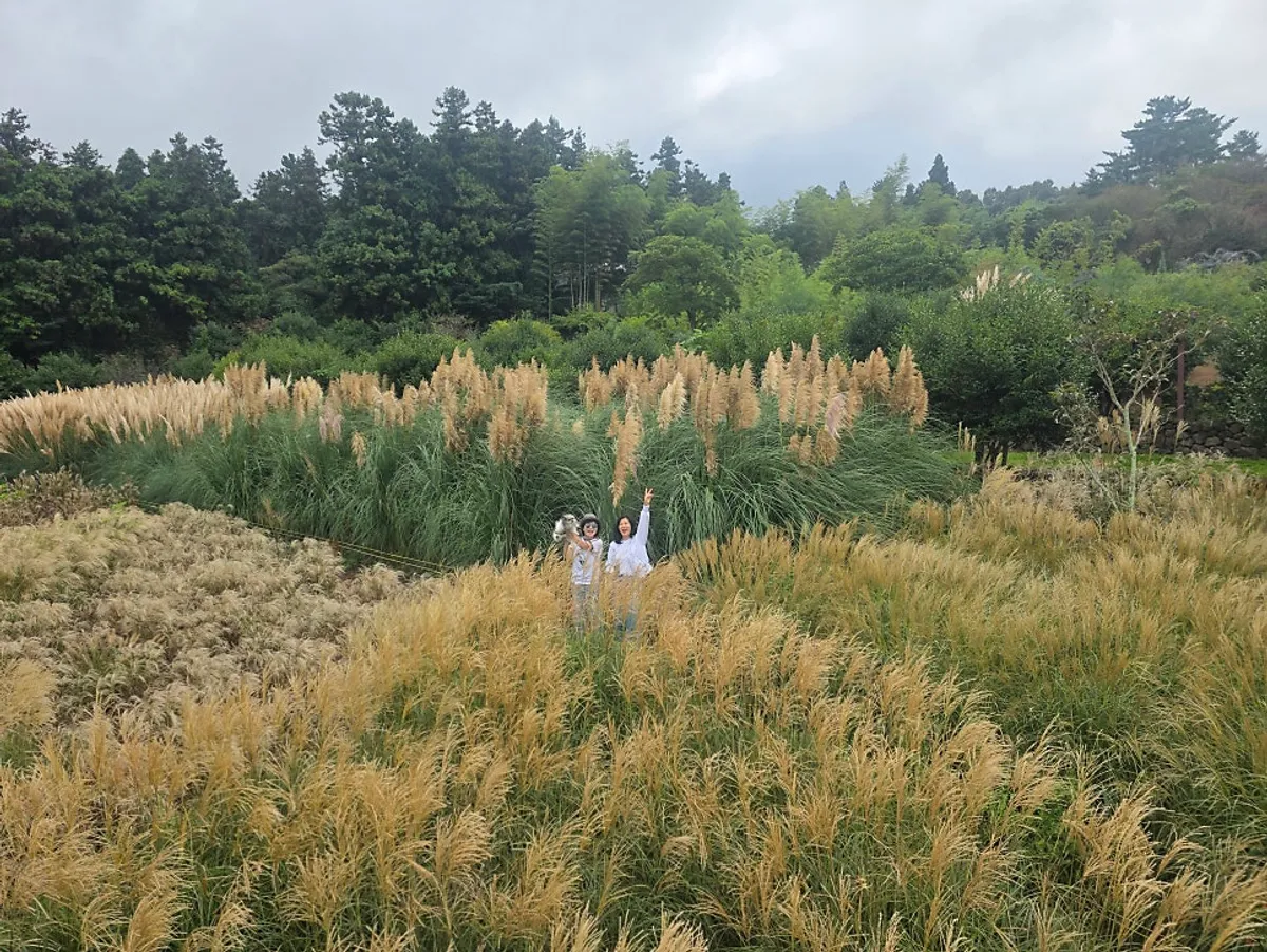Wolpyeong Flower Market garden path walked with the dogs