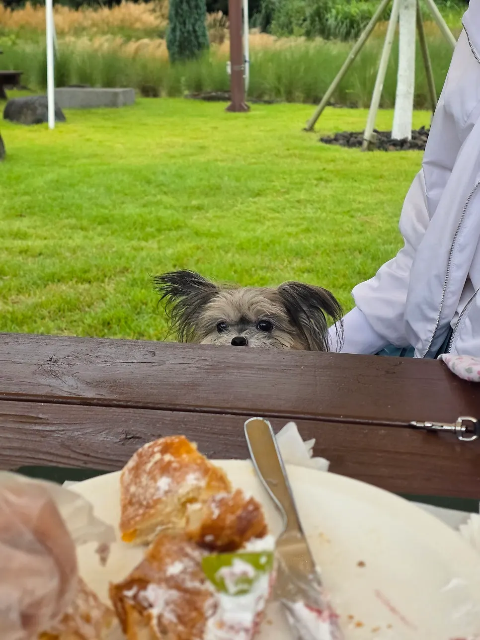 A dog resting in the outdoor garden