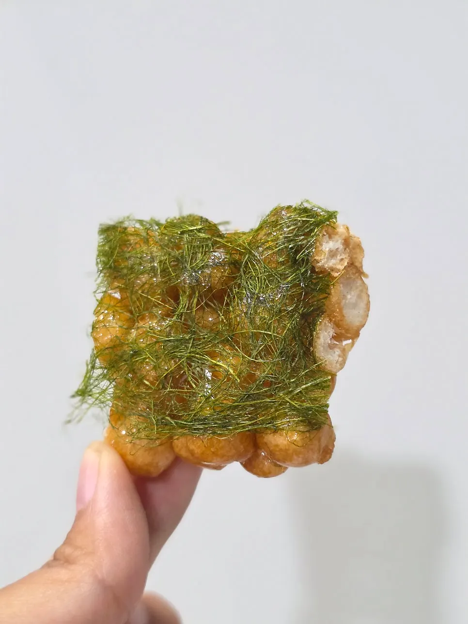 Bitten gamtae oranda
