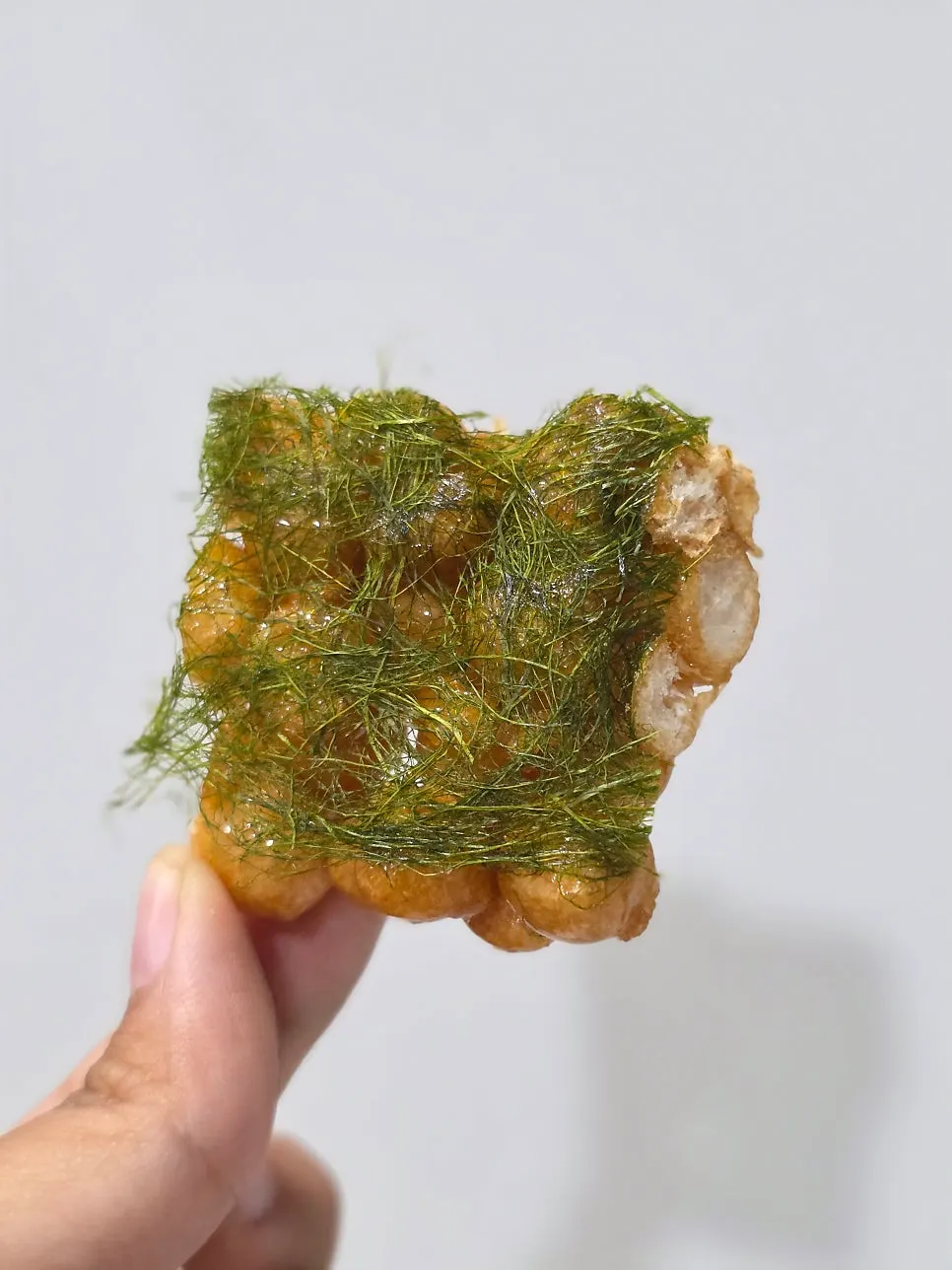 Crispy cross-section of gamtae oranda