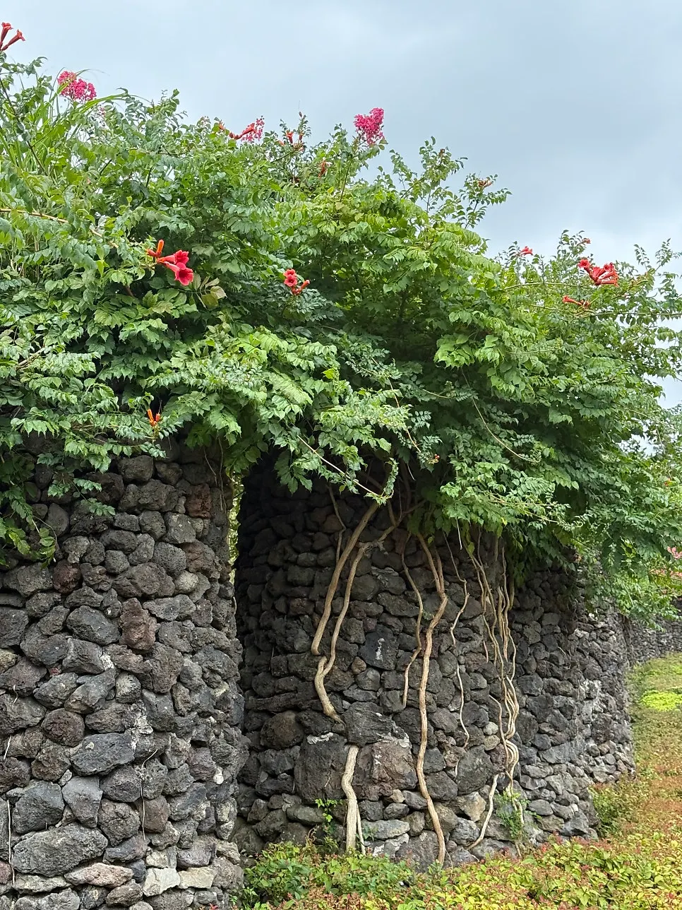Garden scenery at a Jeju café