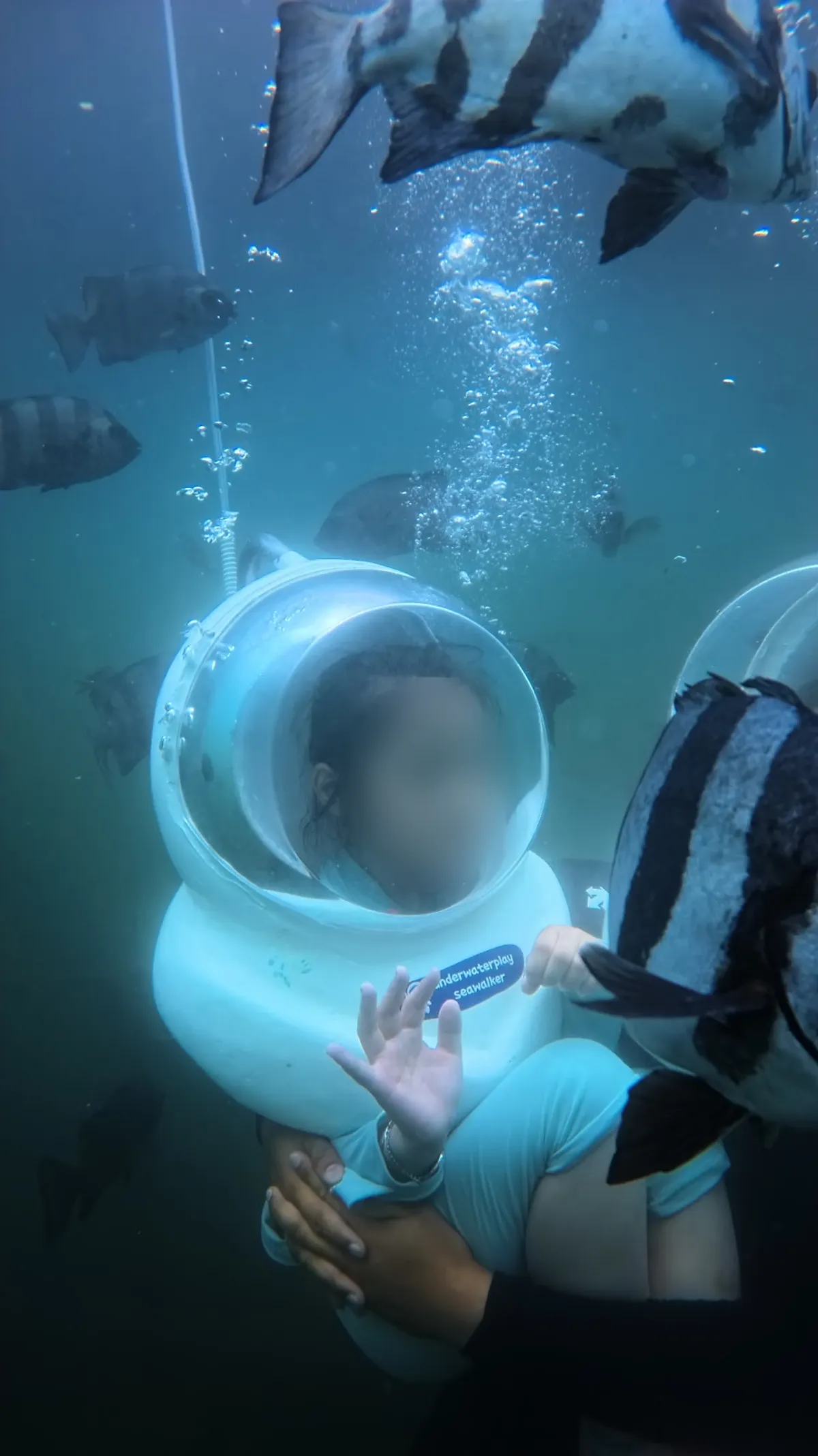 A school of fish gathered around a child walking underwater