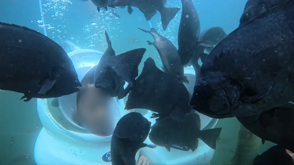 A child observing fish underwater