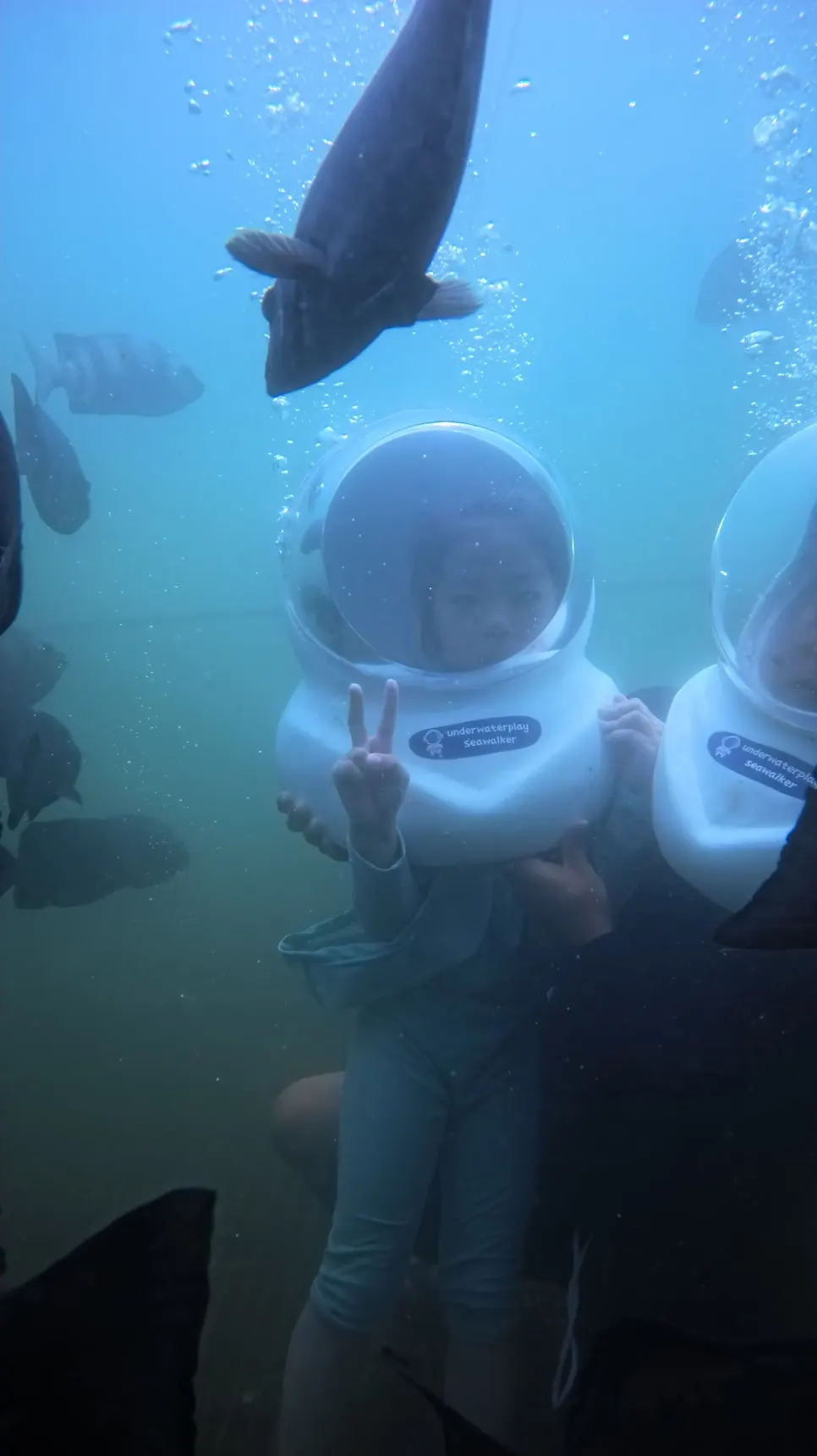 A vertical underwater photo taken during the sea walking experience