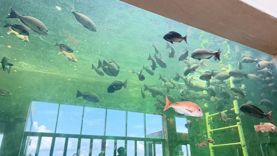 Aquarium Sea Walking indoor site inside the Tom N Toms building