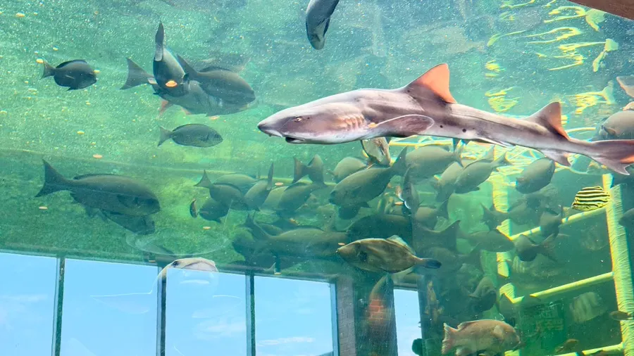 Sea walking scene viewed from outside the indoor tank