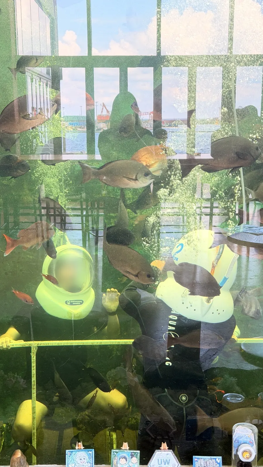 Various fish and sharks inside the aquarium tank