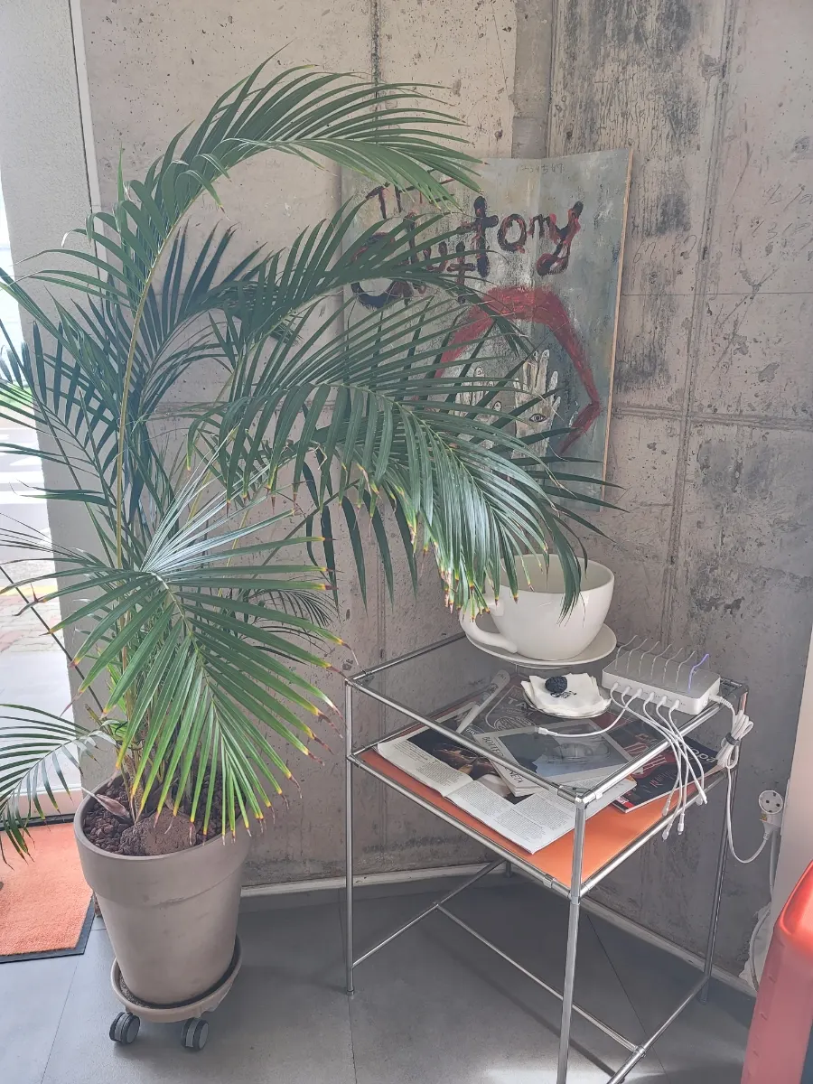 Clear shelf with a palm plant and multi-charger