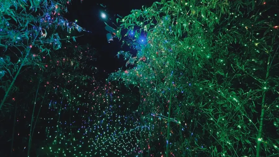 Bamboo forest photo zone with firefly-like lighting