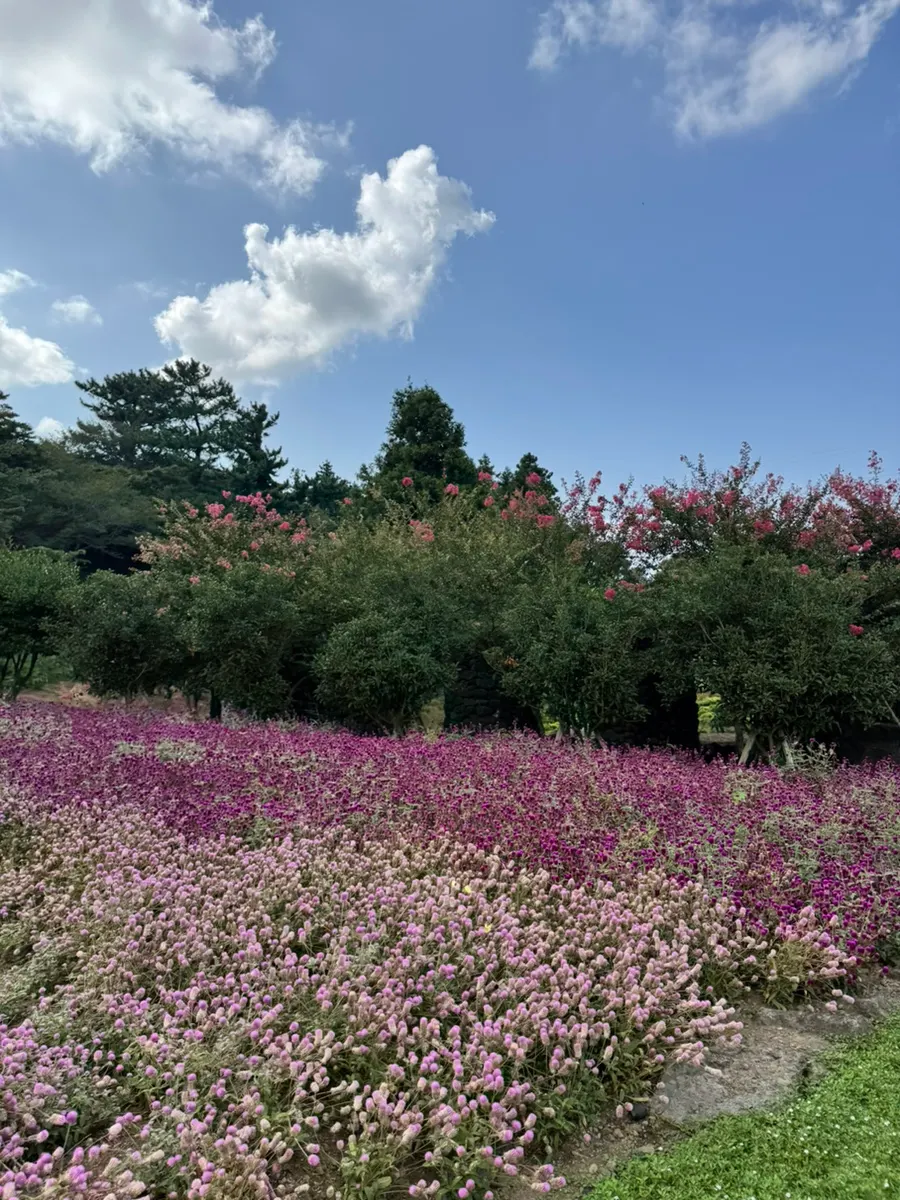 Outdoor space with blue sky and green garden