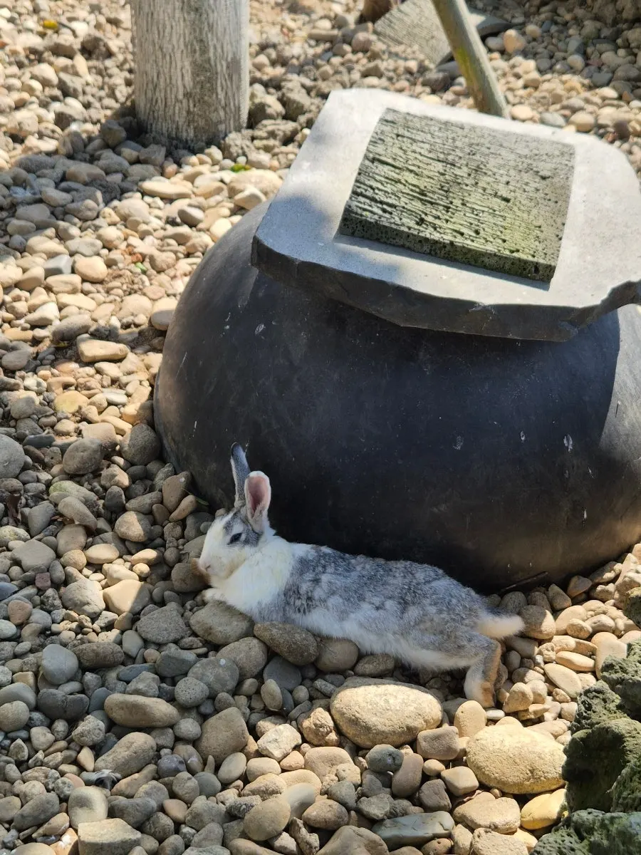 A rabbit tucked inside its house
