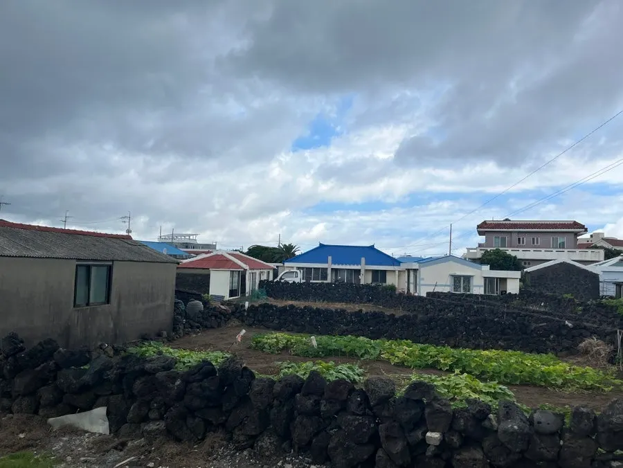 식당 건너편에서 산 제주 황금향