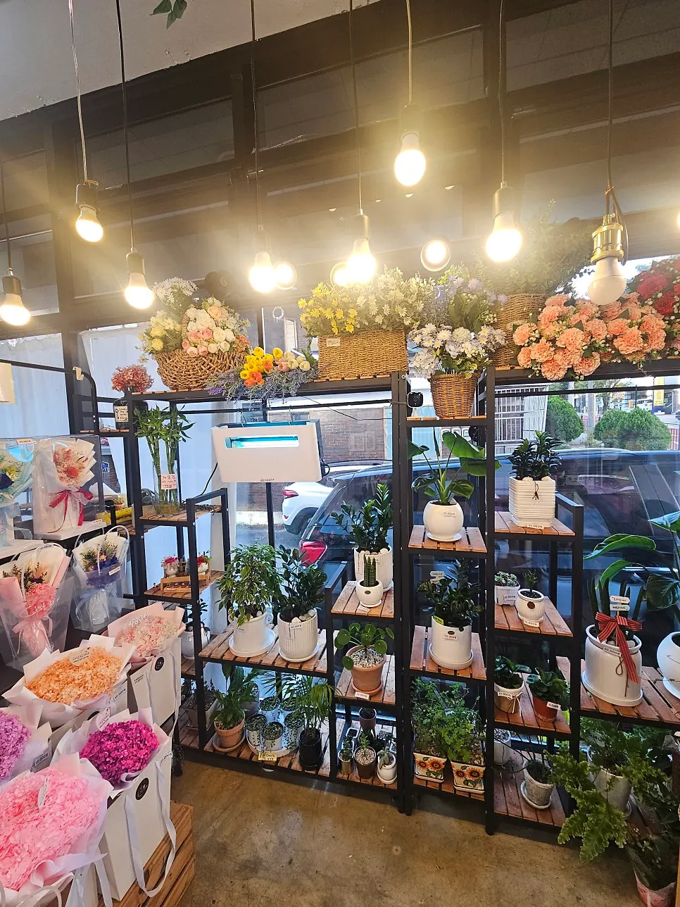 Potted plants for housewarming and opening gifts