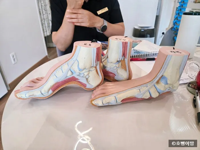 Body models used during the consultation