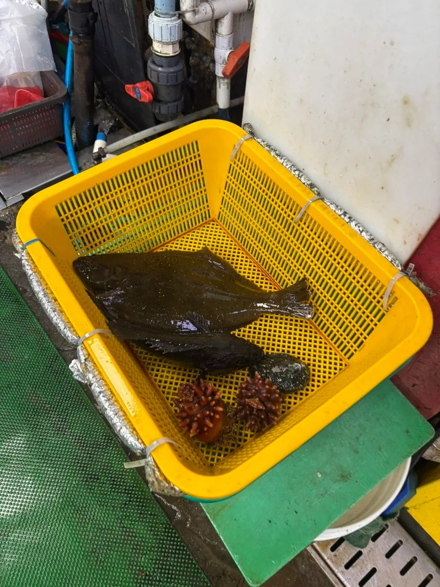 The ordered flounder and rockfish being prepared