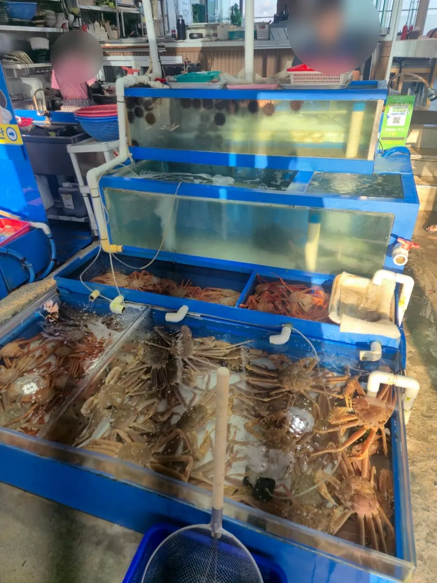 Inside the live fish tank at Jjin Susan in Jumunjin