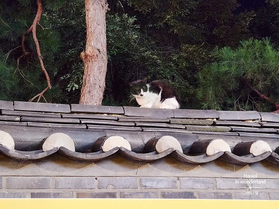 A collared cat sitting on top of a wall