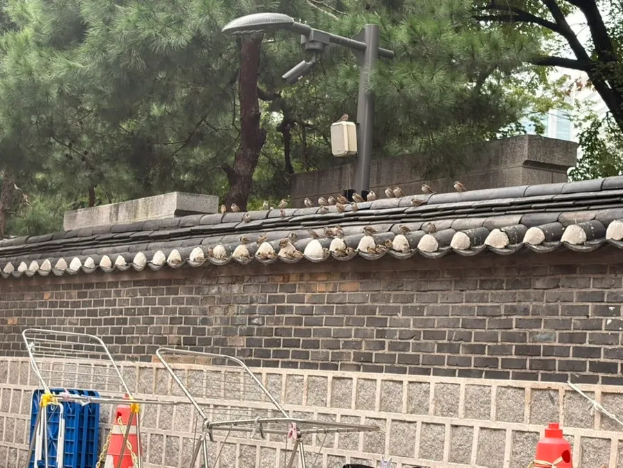 야장 옆 벽 위에 앉은 참새들